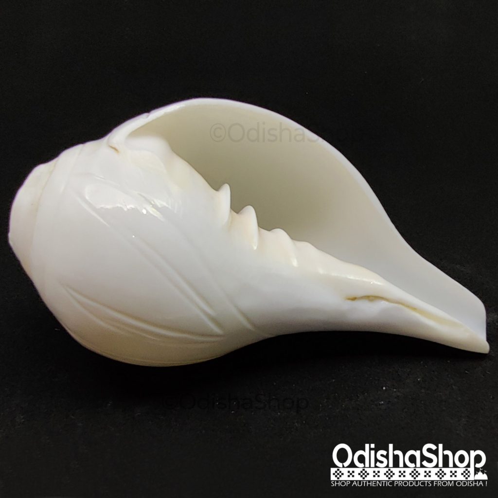 Buy Natural Conch Shell Loud Blowing Sankha for Pooja (White; Standard ...